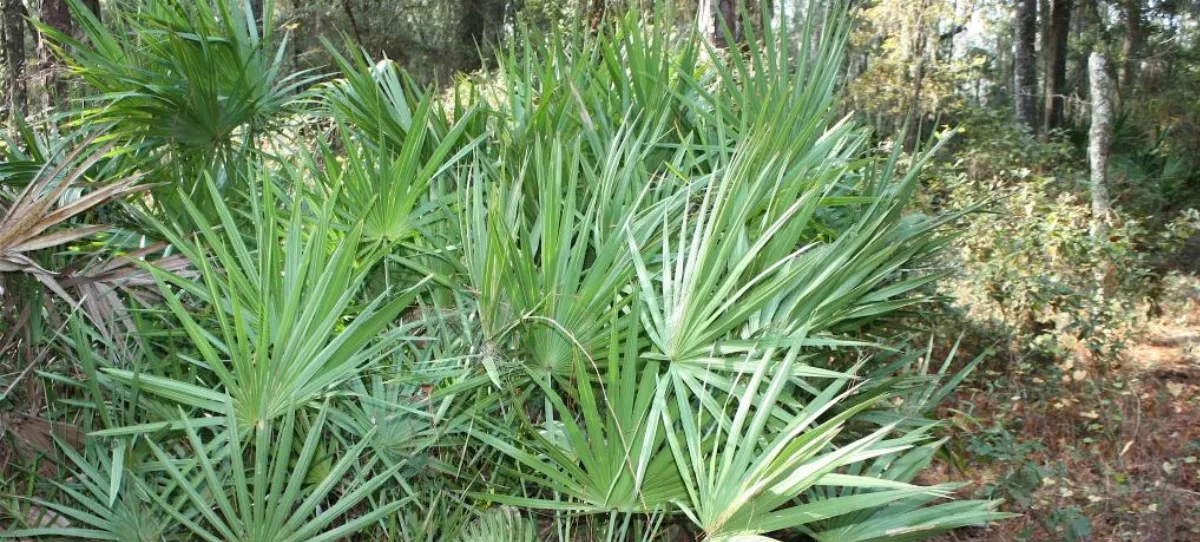 Serenoa Repens contro la Caduta dei Capelli